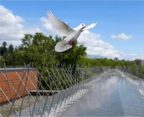Paku burung stainless