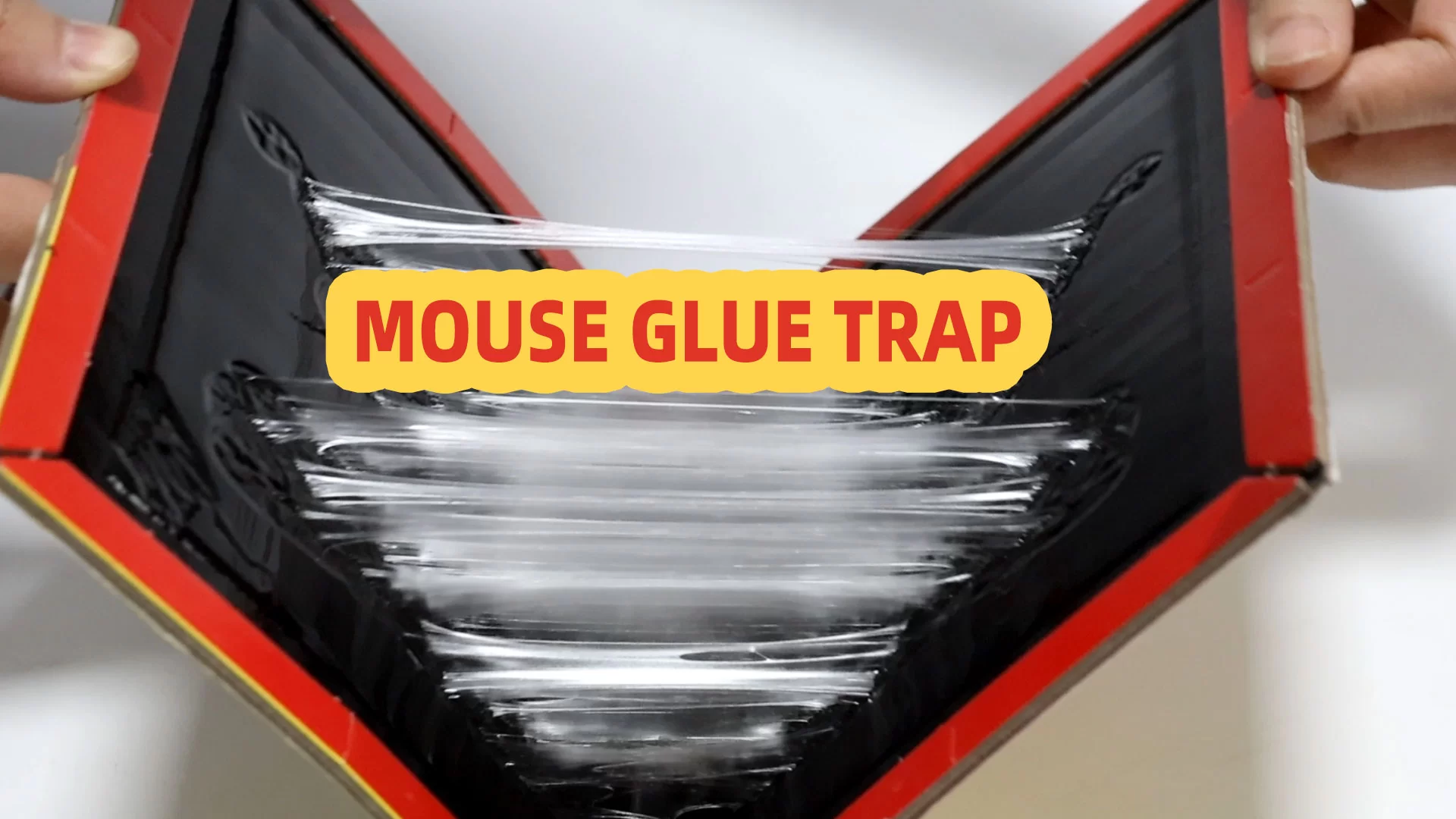 Cara menggunakan perangkap lem tikus secara efektif